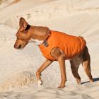 Жилет для животных Pet Fashion "E.Vest" М оранжевый (4823082424313)