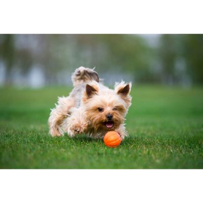 Игрушка для собак Liker Мячик 9 см (6295)