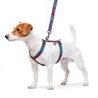 Шлея для собак WAUDOG Nylon з QR паспортом анатомічна H-подібна "Літо" S (5616)