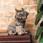 Костюм для животных Pet Fashion Pf Style S (4823082427956)