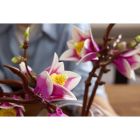 Конструктор LEGO Botanicals Magnolia Branches (11510)