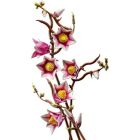 Конструктор LEGO Botanicals Magnolia Branches (11510)